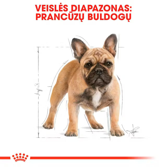 Sucha karma dla dorosłych psów buldoga francuskiego