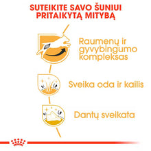 Sucha karma dla dorosłych psów Jack Russel