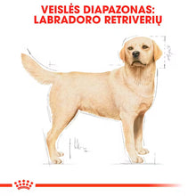 Sucha karma dla dorosłych psów rasy Labrador Retriever