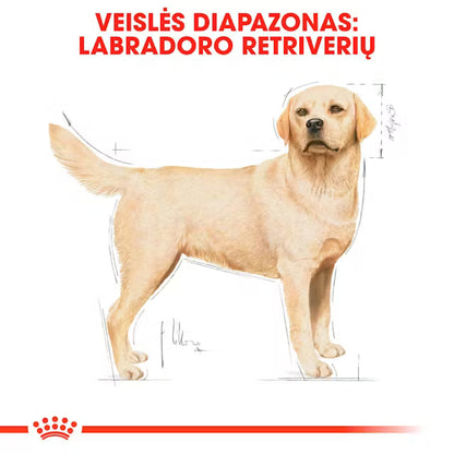 Sucha karma dla dorosłych psów rasy Labrador Retriever