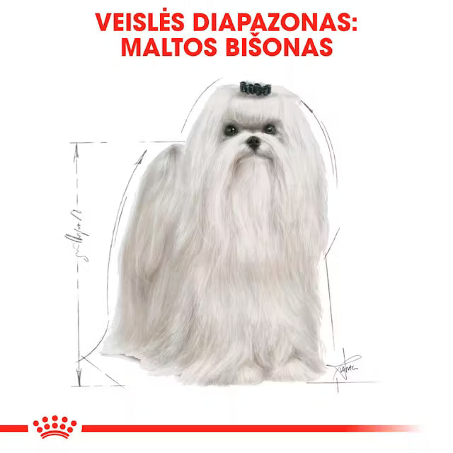 Sucha karma dla dorosłych psów rasy maltańczyk