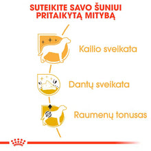 Sucha karma dla dorosłych psów Pudel