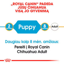Chihuahua Puppy sausas pašaras šuniui
