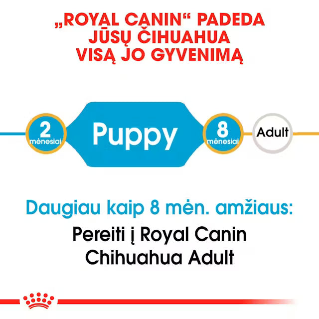 Chihuahua Puppy sausas pašaras šuniui