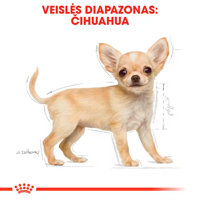 Chihuahua Puppy sausas pašaras šuniui