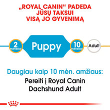 Sucha karma dla szczeniąt jamnika