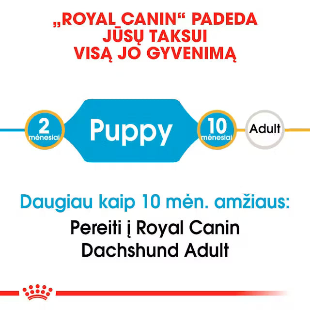 Sucha karma dla szczeniąt jamnika