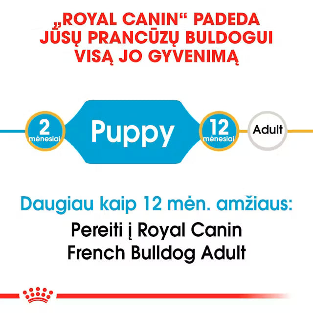 Sucha karma dla szczeniąt buldoga francuskiego