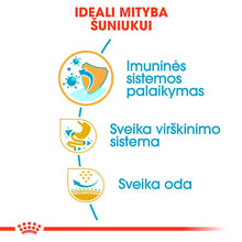 Sucha karma dla szczeniąt buldoga francuskiego