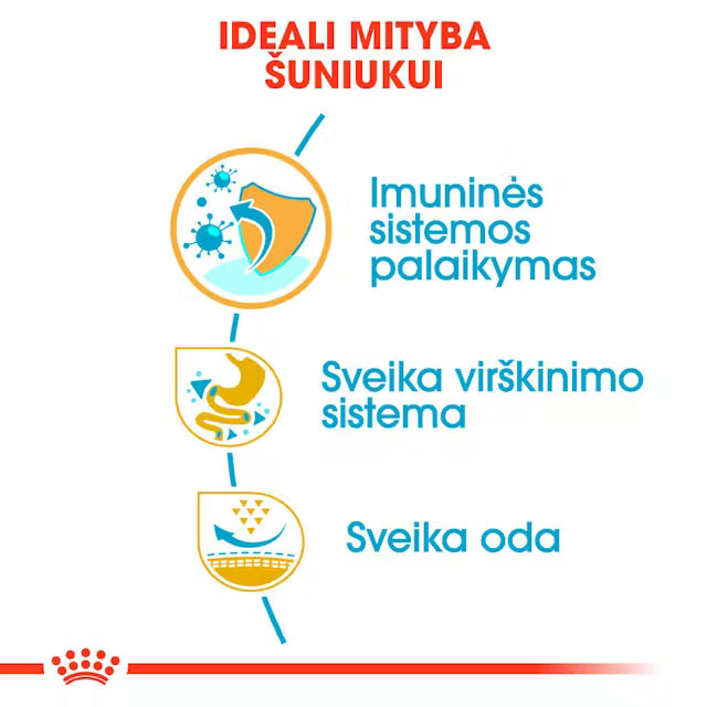Sucha karma dla szczeniąt buldoga francuskiego