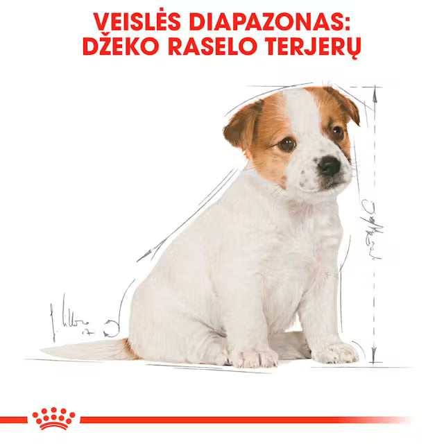 Royal Canin Jack Russell Terrier Puppy šunų maistas 1,5 kg - specialiai subalansuotas maistas džeko raselo terjerų šuniukams