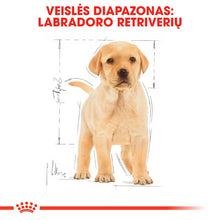 Sucha karma dla szczeniąt labradora retrievera