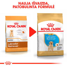 Sucha karma dla szczeniąt labradora retrievera