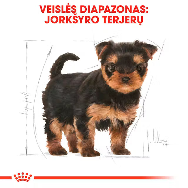 Royal Canin Yorkshire Terrier Puppy - Sausas pašaras šuniukams