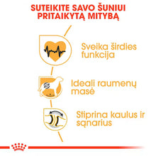 Sucha karma dla dorosłych psów Rottweiler
