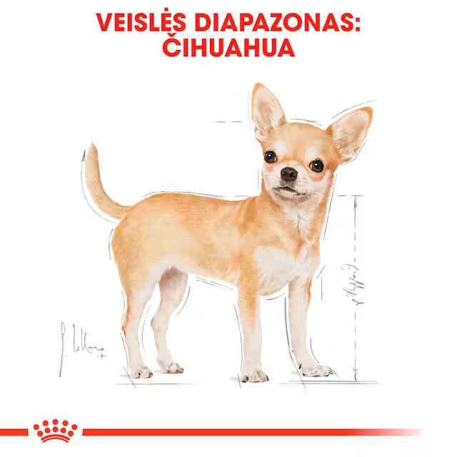 Chihuahua drėgnas pašaras šuniui