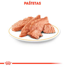 Chihuahua drėgnas pašaras šuniui