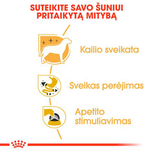 Chihuahua drėgnas pašaras šuniui