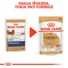 Chihuahua drėgnas pašaras šuniui