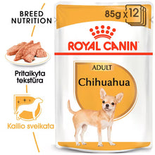 Chihuahua drėgnas pašaras šuniui
