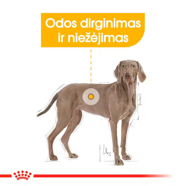Maxi Dermacomfort sucha karma dla psa