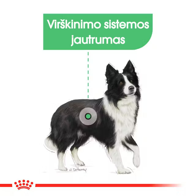 Medium Digestive Care sausas pašaras šuniui