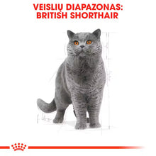 Sucha karma dla kota British Shorthair Adult