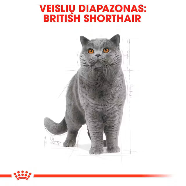 Sucha karma dla kota British Shorthair Adult