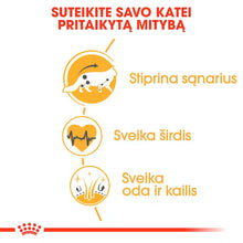 Maine Coon Adult sausas pašaras katei