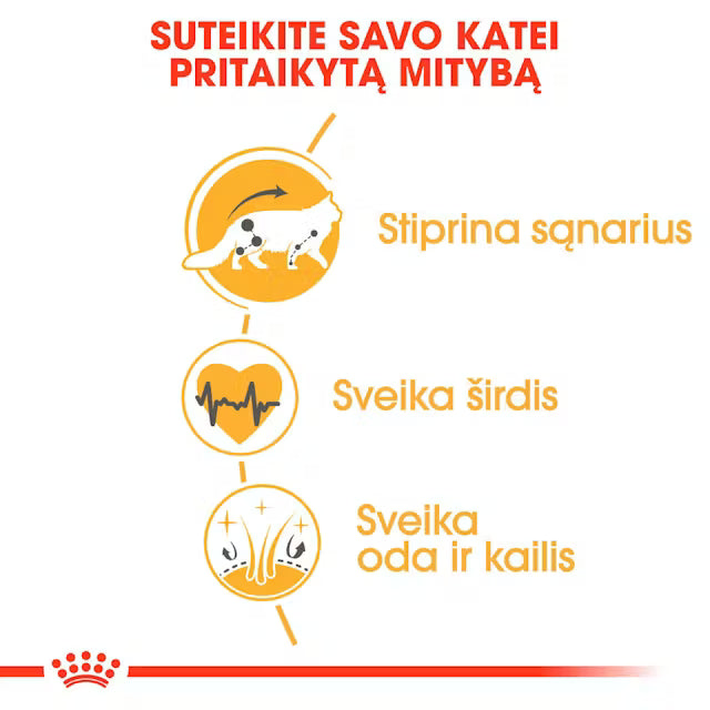 Maine Coon Adult sausas pašaras katei