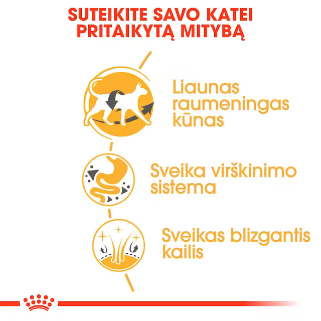 Sucha karma dla dorosłych kotów syjamskich