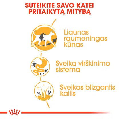 Sucha karma dla dorosłych kotów syjamskich