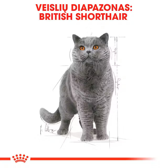 ROYAL CANIN British Shorthair Adult Thin Slices In Gravy - Wet Cat Food 12x85g
