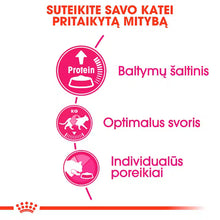 Protein Exigent dry cat food
