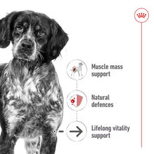 Royal Canin SHN Medium Ageing 10+ In Gravy - Drėgnas Pašaras Vidutinių Veislių Vyresnio Amžiaus Šunims 10x140g