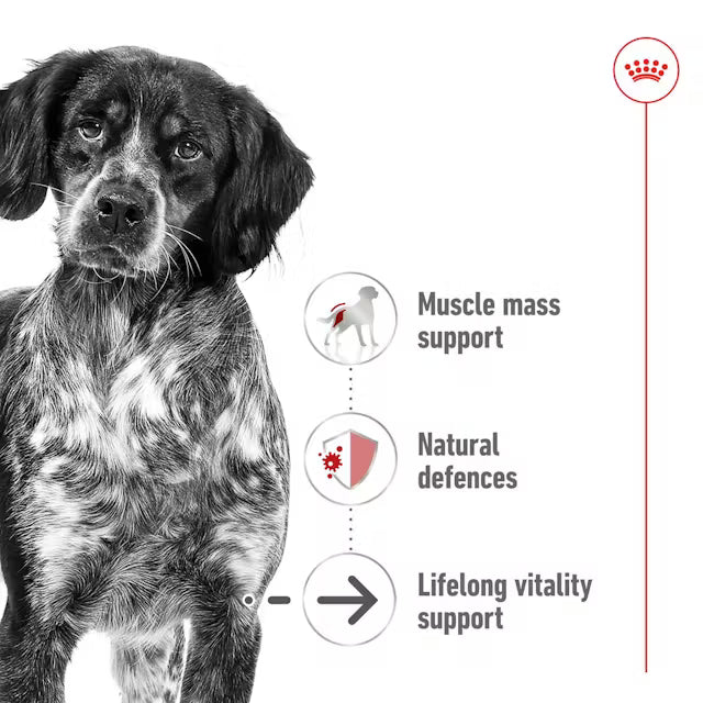 Royal Canin SHN Medium Ageing 10+ In Gravy - Drėgnas Pašaras Vidutinių Veislių Vyresnio Amžiaus Šunims 10x140g