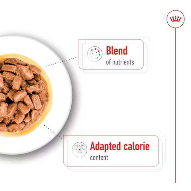 ROYAL CANIN Mini Ageing Chunks In Gravy - Mokra Karma dla Starszych Psów Małych Ras 12x85g