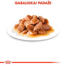 Royal Canin Size Health Nutrition Mini Adult Gravy 12x85g - Šlapias maistas su padažu suaugusiems mažų veislių šunims