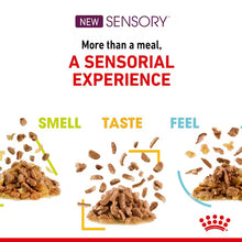 ROYAL CANIN Sensory Smell Chunks In Jelly - Drėgnas Pašaras Suaugusioms Katėms 12x85g