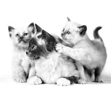 MOTHER & BABYCAT Ultra delikatny mus mokra karma dla kota