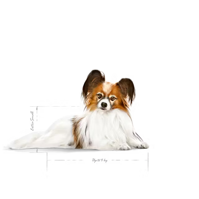 Royal Canin X-Small Ageing 12+ – sausas pašaras labai mažų veislių vyresniems šunims