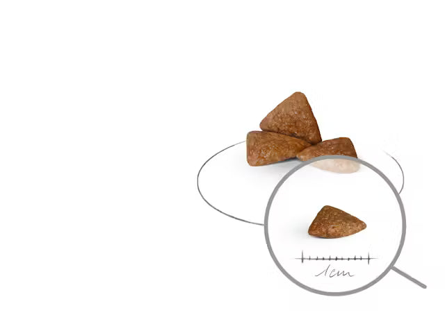 Royal Canin X-Small Ageing 12+ – sausas pašaras labai mažų veislių vyresniems šunims