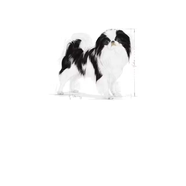 Royal Canin X-Small Sterilised – sausas pašaras sterilizuotiems labai mažų veislių šunims